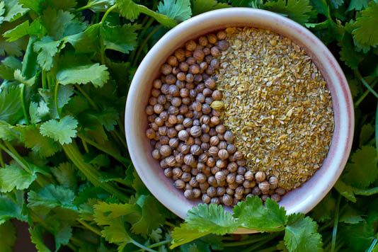 coriander