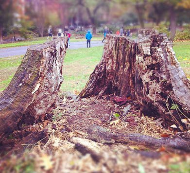 Superstorm Sandy: uprooted tree